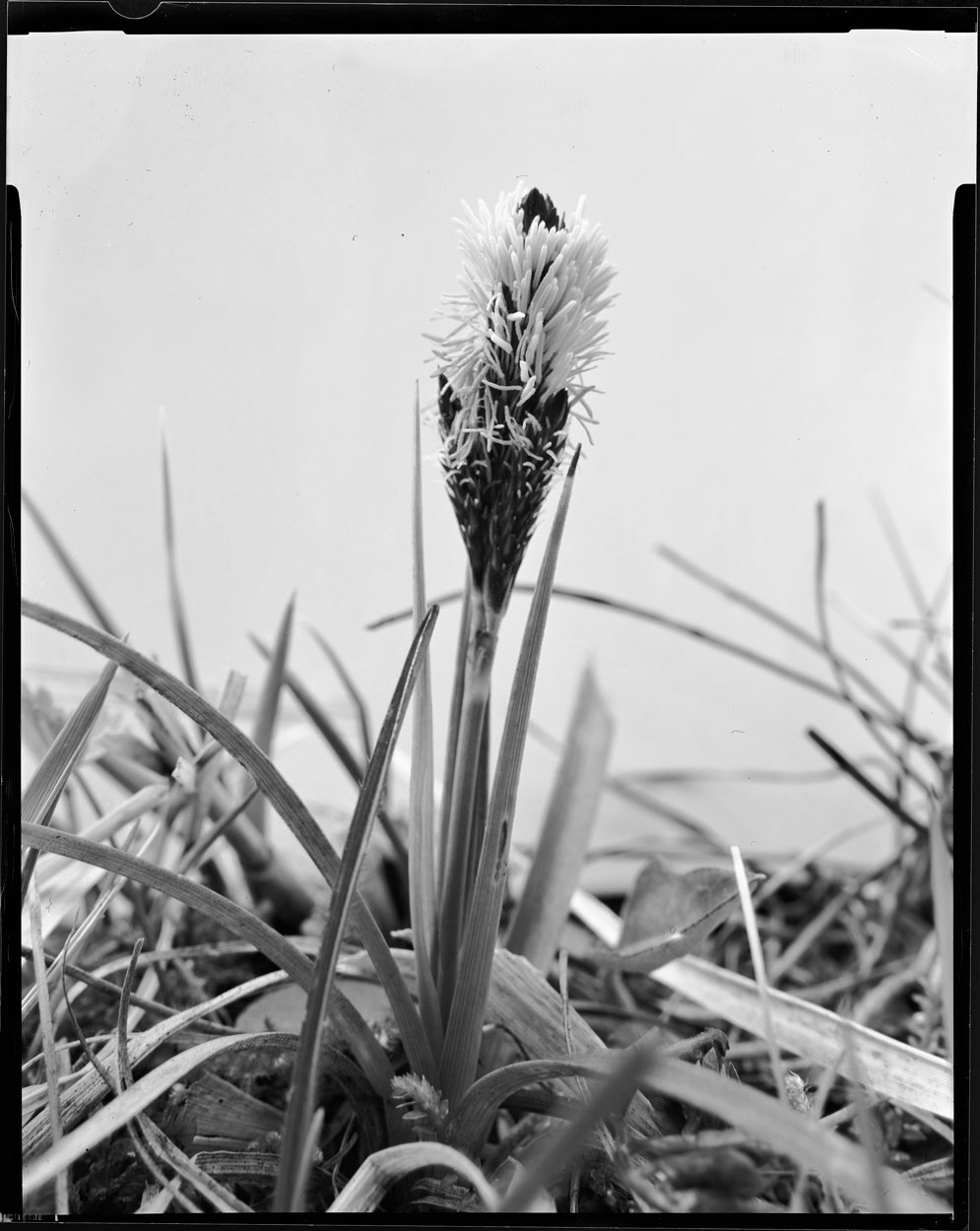 Phytosphere: Carex humilis
