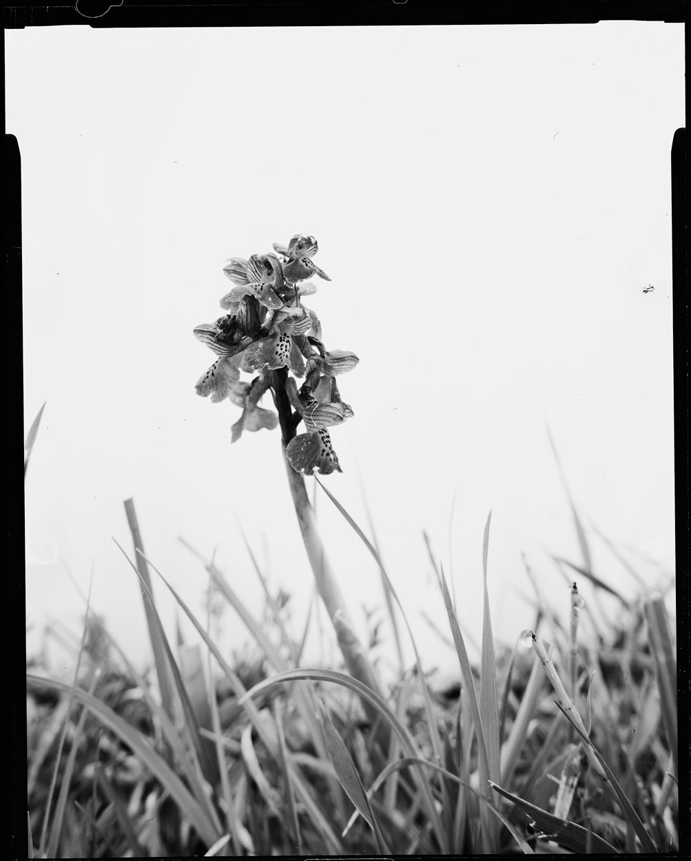 Phytosphere: Orchis morio