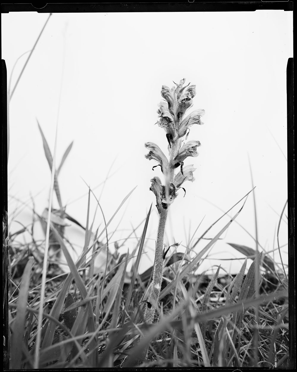 Phytosphere: Orobanche species