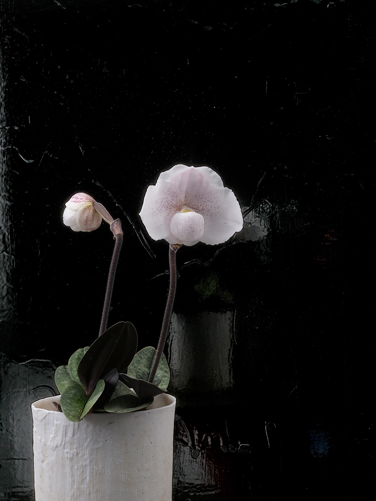 homage to Edward Steichen – white Paphiopedilum