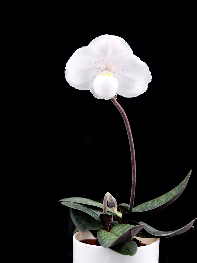 homage to Edward Steichen – white Paphiopedilum