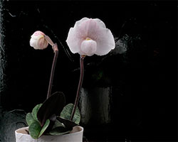 homage to Edward Steichen